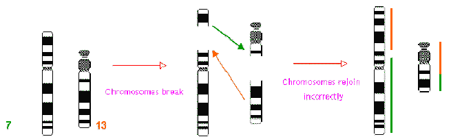 robertsonian translocation animation